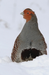 Koroptev polní ( Perdix perdix )