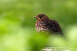 Kos černý  ( Turdus merula )