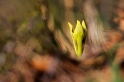 Kosatec nízký  ( Iris Pumila L. )