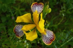 Kosatec různobarevný  ( Iris variegata )