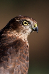 Krahujec obecný  ( Accipiter nisus )