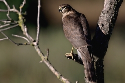 Krahujec obecný  ( Accipiter nisus )