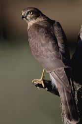 Krahujec obecný  ( Accipiter nisus )