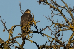 Krahujec obecný  ( Accipiter nisus )
