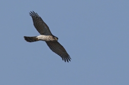 Krahujec obecný  ( Accipiter nisus )