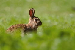 Králík divoký  ( Oryctolagus cuniculus )