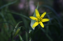 Křivatec žlutý (Gagea lutea )