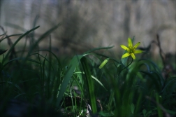 Křivatec žlutý (Gagea lutea )