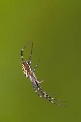 Křižák pruhovaný  ( Argiope bruennichi )