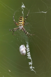 Křižák pruhovaný  ( Argiope bruennichi )