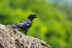 Krkavec velký  ( Corvus corax )