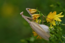 Kudlanka nábožná ( Mantis religiosa )