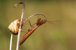 Kudlanka nábožná ( Mantis religiosa )