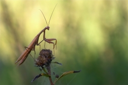 Kudlanka nábožná ( Mantis religiosa )