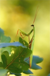Kudlanka nábožná ( Mantis religiosa )