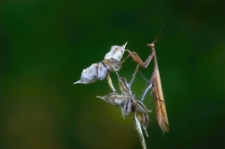 Kudlanka nábožná ( Mantis religiosa )