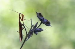 Kudlanka nábožná ( Mantis religiosa )