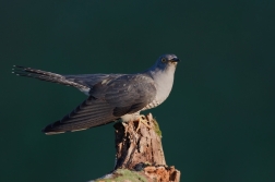 Kukačka obecná  (Cuculus canorus )