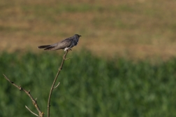 Kukačka obecná  (Cuculus canorus )