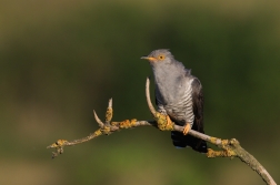 Kukačka obecná  (Cuculus canorus )