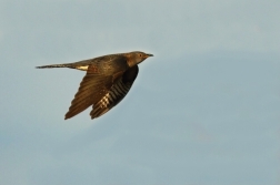 Kukačka obecná  (Cuculus canorus )