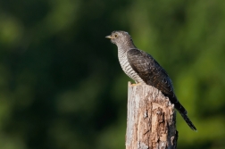 Kukačka obecná  (Cuculus canorus )