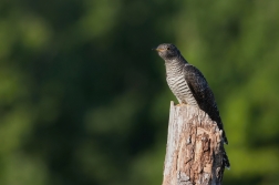 Kukačka obecná  (Cuculus canorus )