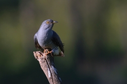 Kukačka obecná  (Cuculus canorus )