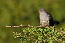 Kukačka obecná  (Cuculus canorus )