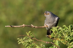 Kukačka obecná  (Cuculus canorus )