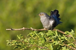 Kukačka obecná  (Cuculus canorus )