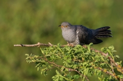 Kukačka obecná  (Cuculus canorus )