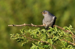 Kukačka obecná  (Cuculus canorus )