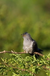 Kukačka obecná  (Cuculus canorus )