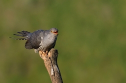 Kukačka obecná  (Cuculus canorus )