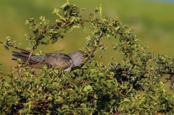 Kukačka obecná  (Cuculus canorus )