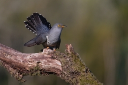 Kukačka obecná ( Cuculus canorus )