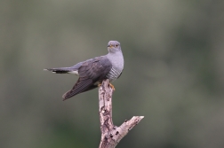 Kukačka obecná ( Cuculus canorus )