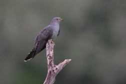 Kukačka obecná ( Cuculus canorus )