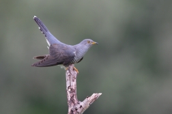 Kukačka obecná ( Cuculus canorus )