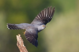 Kukačka obecná ( Cuculus canorus )