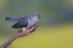 Kukačka obecná ( Cuculus canorus )