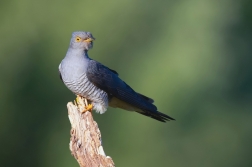 Kukačka obecná ( Cuculus canorus )