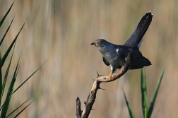 Kukačka obecná ( Cuculus canorus )