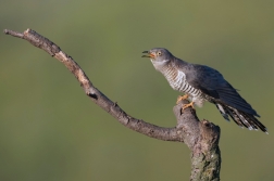 Kukačka obecná ( Cuculus canorus )