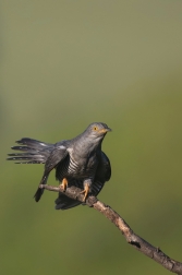 Kukačka obecná ( Cuculus canorus )
