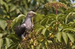 Kukačka obecná  ( Cuculus canorus )