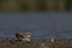 Kulík říční  ( Charadrius dubius )