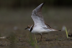 Kulík říční  ( Charadrius dubius )