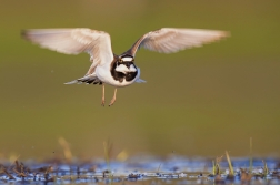 Kulík říční  ( Charadrius dubius )